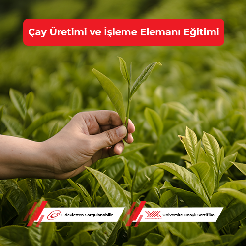 Çay Üretimi ve İşleme Elemanı Eğitimi