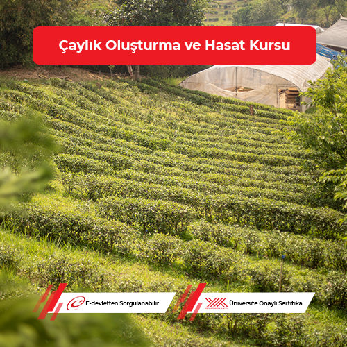 Çaylık Oluşturma ve Hasat Eğitimi