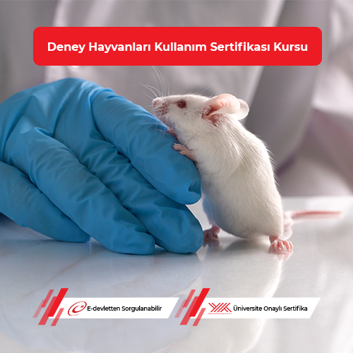 Deney Hayvanları Kullanım Sertifikası Eğitimi