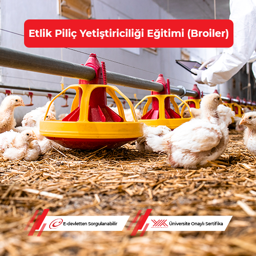 Etlik Piliç Yetiştiriciliği Eğitimi (Broiler)