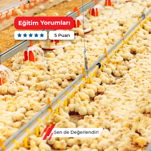 Etlik ve Damızlık Tavuk Yetiştiriciliği Kursu
