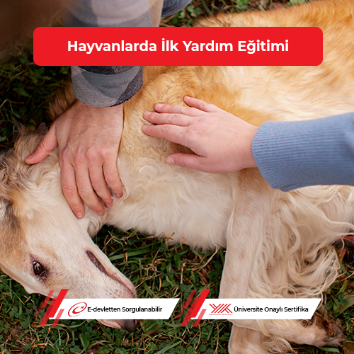 Hayvanlarda İlk Yardım Eğitimi