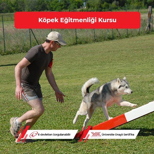 Köpek Eğitmenliği Eğitimi