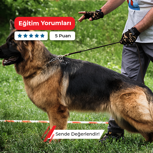 Köpek Eğitmenliği Kursu