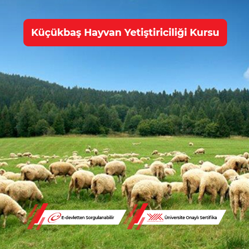 Küçükbaş Hayvan Yetiştiriciliği Eğitimi