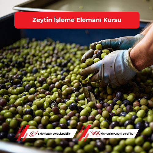 Zeytin İşleme Elemanı Eğitimi