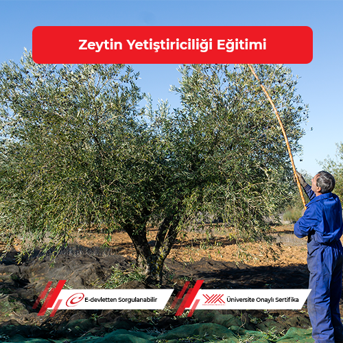 Zeytin Yetiştiriciliği Eğitimi