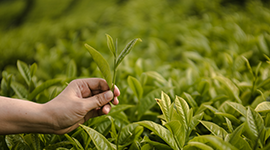 Çay Üretimi ve İşleme Elemanı Kursu