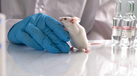 Deney Hayvanları Kullanım Sertifikası Kursu