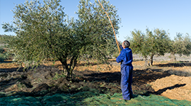 Zeytin Yetiştiriciliği Eğitimi